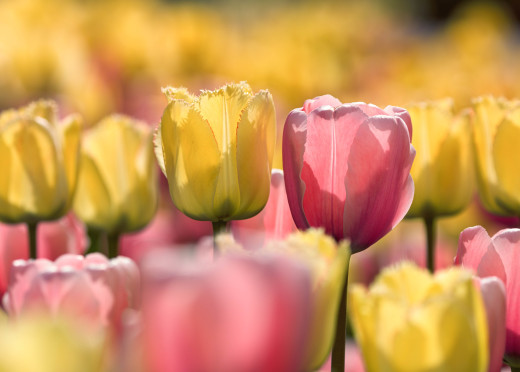 �1764532 �������(a): ����������:5989x4278